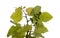 Viticulture of Gran Canaria - new shoots  on vine plants