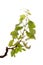 Viticulture of Gran Canaria - new shoots  on vine plants