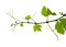 Viticulture of Gran Canaria - new shoots  on vine plants