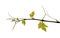 Viticulture of Gran Canaria - new shoots  on vine plants