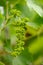 Viticulture of Gran Canaria - small vine plant flowers