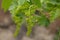 Viticulture of Gran Canaria - small vine plant flowers