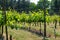 Viticulture in Netherlands, Dutch organic vineyard in North Brab