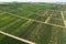 Viticulture in Rheinhessen / Germany from above