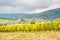 Viticulture in Riquewihr, France