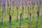 Viticulture: Vines after the pruning in the vineyard. Stuning plantation in spring. Pannonhalma Wine Region, Hungary