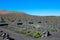 Viticulture in volcanic terrain on the island of Lanzarote near Timanfaya National Park. Canary Islands, Spain, Europe.