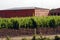 viticulture and winegrowing in Mendoza  Argentina