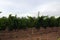 viticulture and winegrowing in Mendoza  Argentina