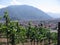 Viticulture and winegrowing in south tyrol