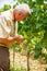 Viticulturist in vineyard looking at grape clusters