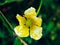 Vitiligo flower ranunculus White and yellow