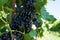 Vitis with blue grapes