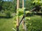 vitis (Grapevine) plant leaves