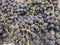 Vitis labrusca \'Concord\', Concord grapes