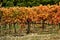 Vitis vinifera, better known as vine or grapevine, after the autumn harvest, with beautiful brown and reddish colors