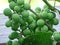 Vitis vinifera, the common grape vine