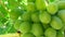 Vitis vinifera, the common grape vine, is a species of flowering plant. Bunch of green grapes growing on grape vines.