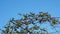 Vitis vinifera grapevine plant with new green leaves and flowers on blue sky in spring