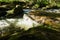 Vitosha Natural Park near Sofia, Bulgaria. The Golden Bridges area. Water stream landscape