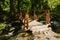 Vitosha Natural Park near Sofia, Bulgaria. The Golden Bridges area. Water stream and wooden bridge landscape