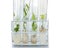 In-vitro cultivated plants