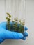 In vitro plant growth under controlled and sterile conditions.