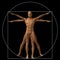 Vitruvian human or man conceptual 3d proportion anatomy body