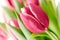 Viva Magenta white blooming tulip flower closeup on blurred green leaves