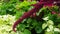 Vivid Amaranthus Caudatus flowers on green plants background close up.