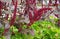 Vivid Amaranthus Caudatus flowers on green plants background close up. Also known as as love-lies-bleeding, pendant amaranth, tass
