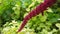 Vivid Amaranthus Caudatus flowers on green plants background close up. Also known as as love-lies-bleeding, pendant amaranth, tass