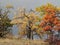 Vivid autumn leaves pressed against a stormy sky on the top of a hill