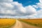 Vivid Autumn Rural Landscape: Panoramic Field, Dirt Road, and Cloudy Sky.