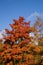 Vivid autumn tree