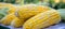 Vivid background of freshly harvested sweet corn from the lush and vibrant farm fields