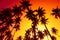 Vivid beach sunset with tropical palms trees silhouettes