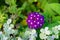 Vivid beautiful verbena hortensis obsession lilac flowers is blooming at summertime in flowerbed