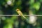 Vivid bee eater bird