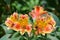 Vivid blooms of Alstroemeria, or Peruvian Lilies, a genus of flowering plants in the family Alstroemeriaceae