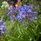 Vivid Blue Agapanthus africanus past its best