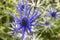 Vivid blue Eryngium flowers and buds in a garden.