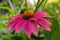 Vivid and bright Echinacea purpurea flower close up.