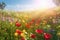 Vivid and bright flowers in a field with photorealistic landscapes in spring and summer. Help save the planet! Generative AI