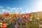 Vivid and bright flowers in a field with photorealistic landscapes in spring and summer. Help save the planet! Generative AI