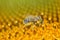 Vivid bright yellow Honey bee pollinate sunflower Micro photo