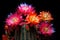 vivid cactus flowers surrounded by sharp spines