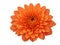 Vivid Citrus Splendor: The Orange Dahlia Flower Head