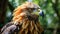 Vivid Close-up Of Golden Eagle: Exotic Bird In Brazilian Zoo
