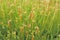 Vivid close-up grass. green grass in the sunset